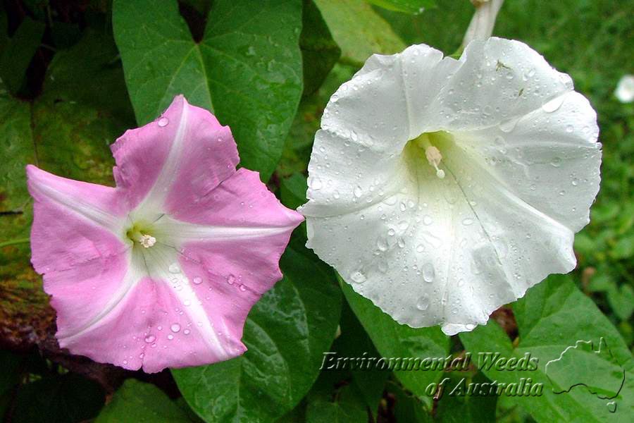 Calystegia Sepium